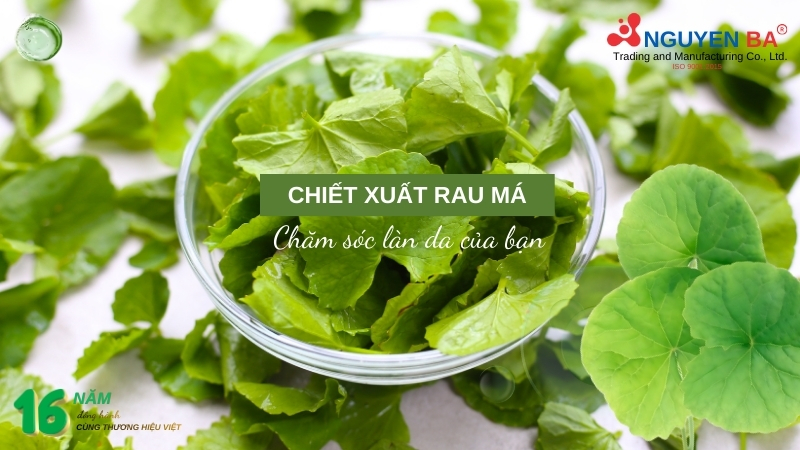 Chiết xuất Rau Má: Công dụng của Rau Má trong chăm sóc da